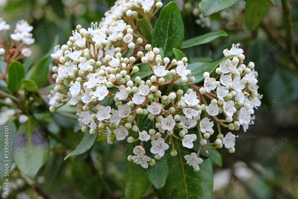 Tiny cluster of white flowers of the Viburnum ‘French White’. Tiny cluster of white flowers of the Viburnum ‘French White’.