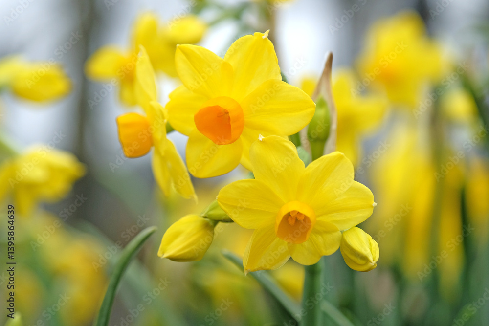 Yellow and orange clump forming tazetta daffodil, Narcissus ‘Grand Soleil d'Or’ in flower. Yellow and orange clump forming tazetta daffodil, Narcissus ‘Grand Soleil d'Or’ in flower.
