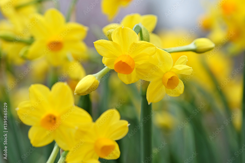 Yellow and orange clump forming tazetta daffodil, Narcissus ‘Grand Soleil d'Or’ in flower. Yellow and orange clump forming tazetta daffodil, Narcissus ‘Grand Soleil d'Or’ in flower.