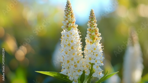 Two White Flowers in a Garden
