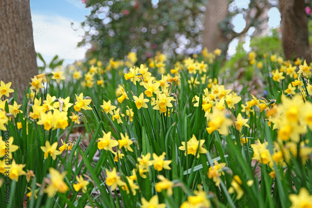 Pretty yellow daffodil Narcissus jonquil in flower Pretty yellow daffodil Narcissus jonquil in flower