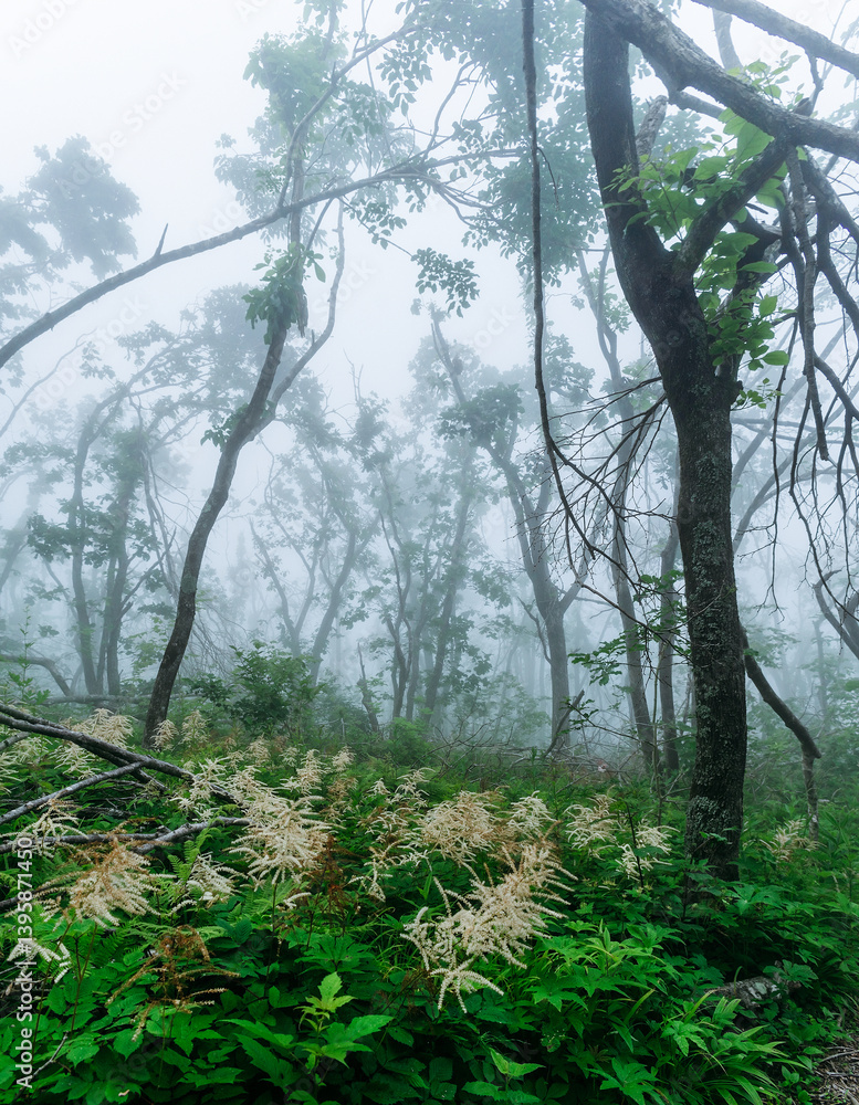 Naklejka premium Misty forest in the mountains. Summer taiga in fog. Mysterious foggy forest.