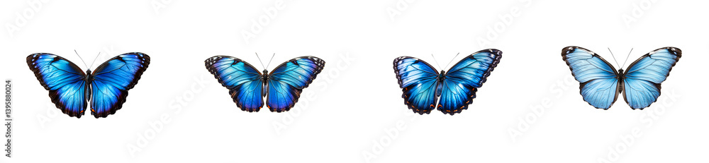 Obraz premium Four Blue Morpho Butterflies Arranged in Row, Isolated, cut out transparent