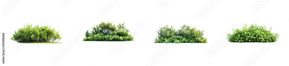 Fototapeta premium Green shrubs bushes on a black background, cutout transparent