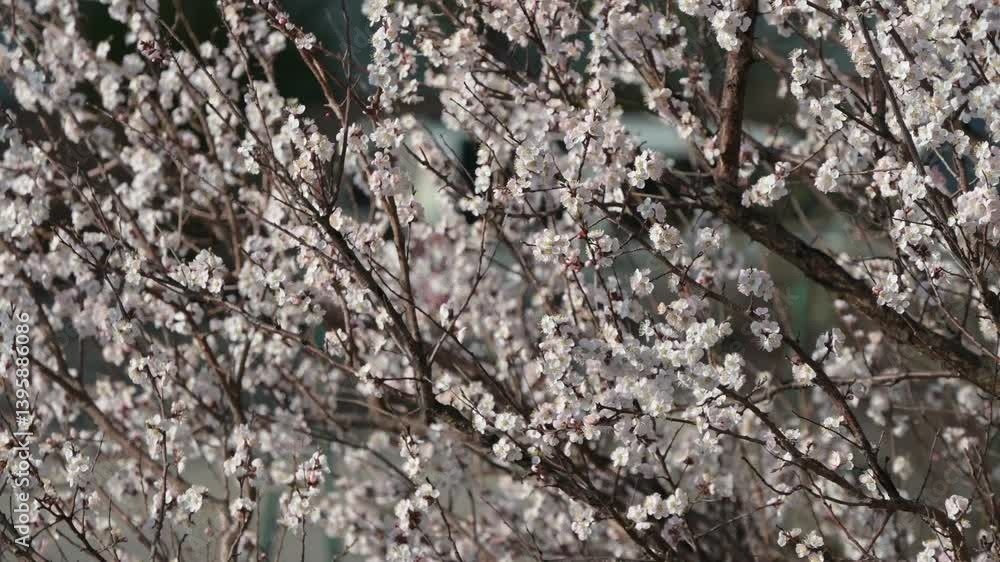 Apricot branches with flowers are swaying in the wind. Raw video without retouching and audio Apricot branches with flowers are swaying in the wind. Raw video without retouching and audio