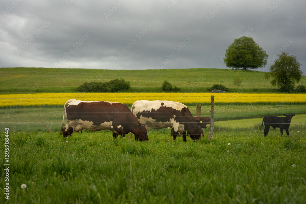 A farm cow stands behind an electric fence. A beautiful and well-groomed cow I met in Switzerland. A brown cow with a nose ring in the foreground. A farm cow stands behind an electric fence. A beautiful and well-groomed cow I met in Switzerland. A brown cow with a nose ring in the foreground.