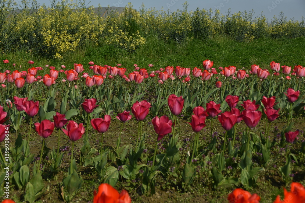 Obraz premium Nuove culture del Piemonte. Campi di tulipani in provincia di Torino - Italia