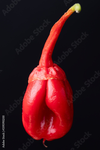 Seven pot bubblegum pepper