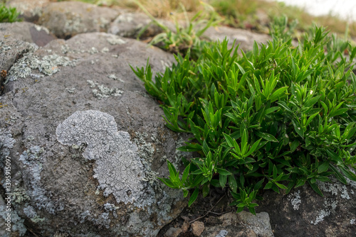 Stone with lichen and green beautiful plant. Natural background.