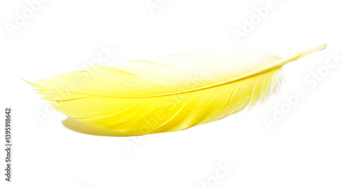 Close up of a single yellow feather with white accents isolated on a black background studio shot