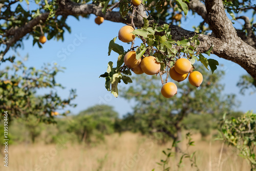 Marula Tree in the Wild – Iconic African Tree with Ripe Marula Fruits and Lush Green Canopy