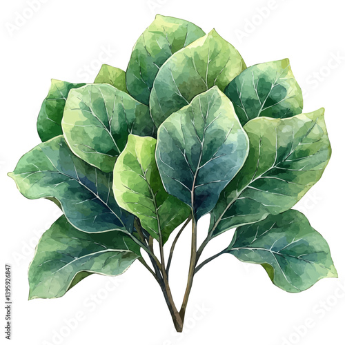 illustration of Elephant Ear Branch, watercolor vector, isolated on a white background.