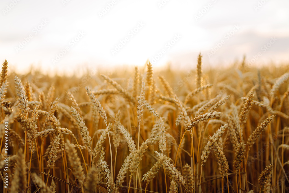 Close-up of golden ears of wheat at sunset. Agricultural field with a rich harvest of wheat. Concept of farming, agriculture. Close-up of golden ears of wheat at sunset. Agricultural field with a rich harvest of wheat. Concept of farming, agriculture.