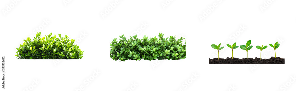 Lush Greenery and Seedlings on Black Background , cut out transparent Lush Greenery and Seedlings on Black Background , cut out transparent
