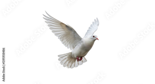 Isolated White Dove Flying
