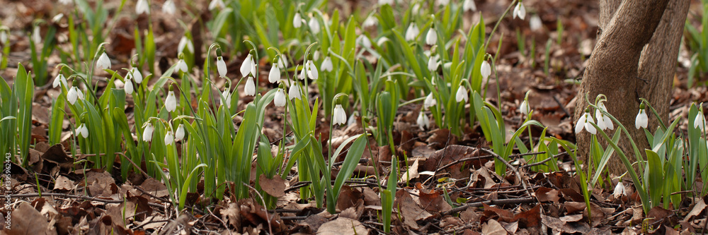 Fototapeta premium delicate snowdrop flowers bloom in the forest in a clearing