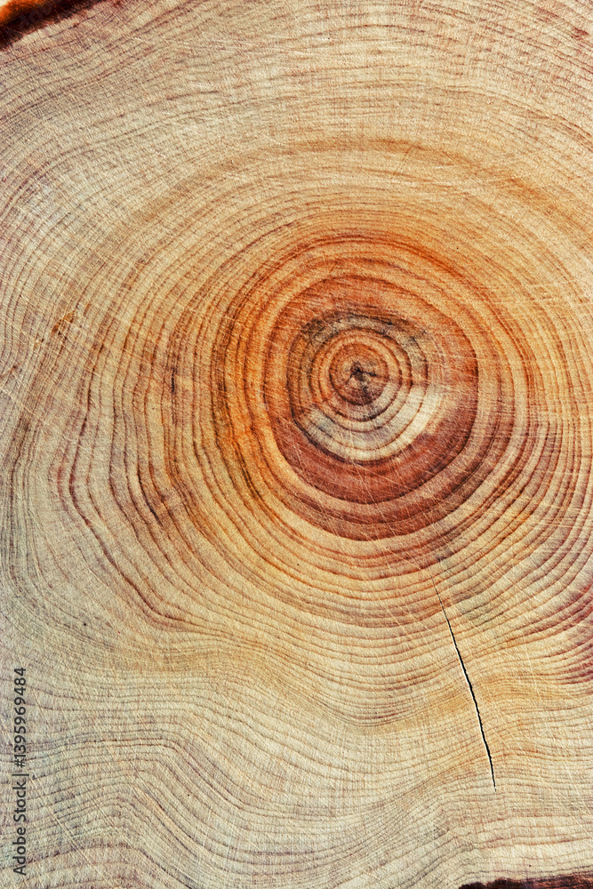 Natural wooden background, wood texture annual rings form. Macro photo of cross section of juniper log, graphic nature organic pattern. Sawed timber close up with tree ring pattern, vertical