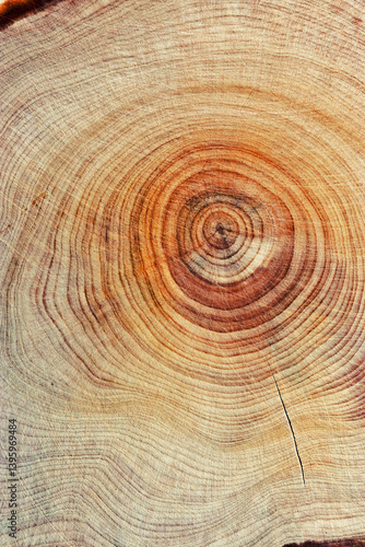 Obraz na płótnie Natural wooden background, wood texture annual rings form. Macro photo of cross section of juniper log, graphic nature organic pattern. Sawed timber close up with tree ring pattern, vertical w salonie
