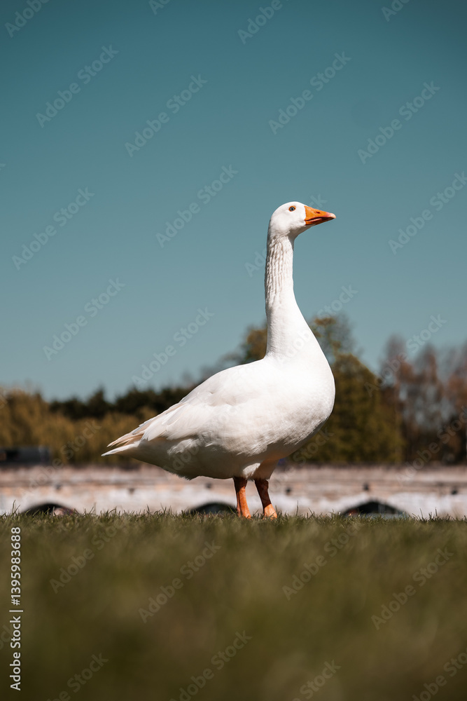 White goose standing with orange beak White goose standing with orange beak