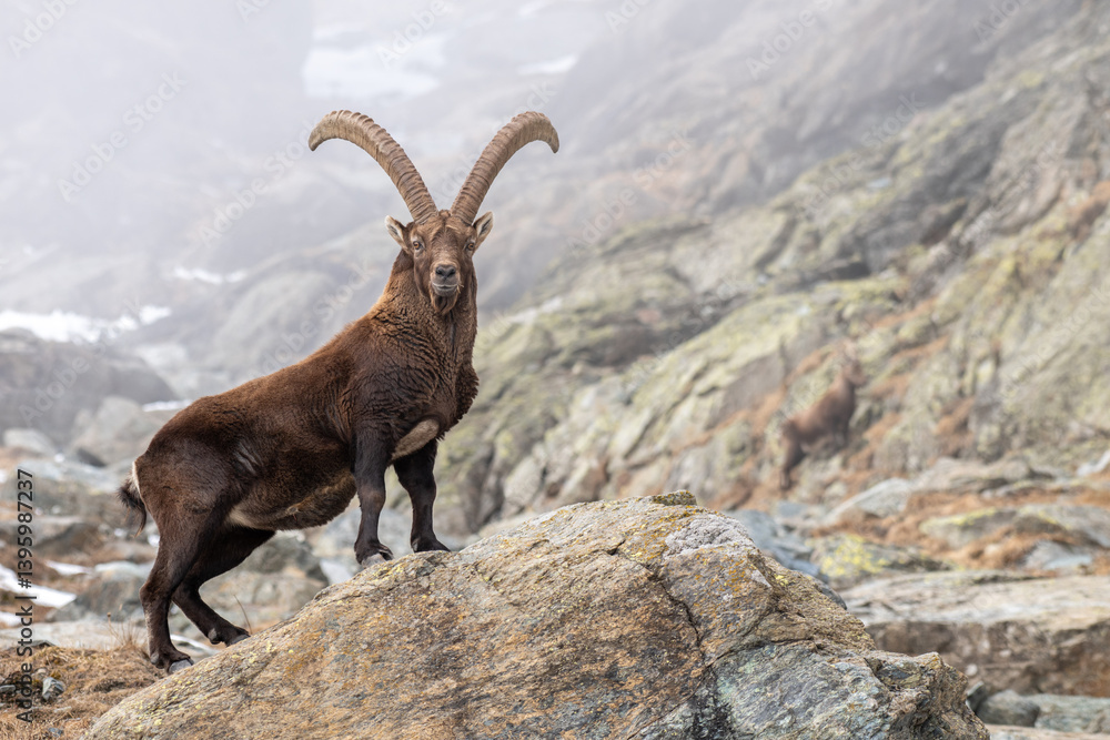 Male alpine ibex standing on rocks