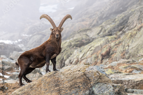 Obraz na płótnie Male alpine ibex standing on rocks w salonie