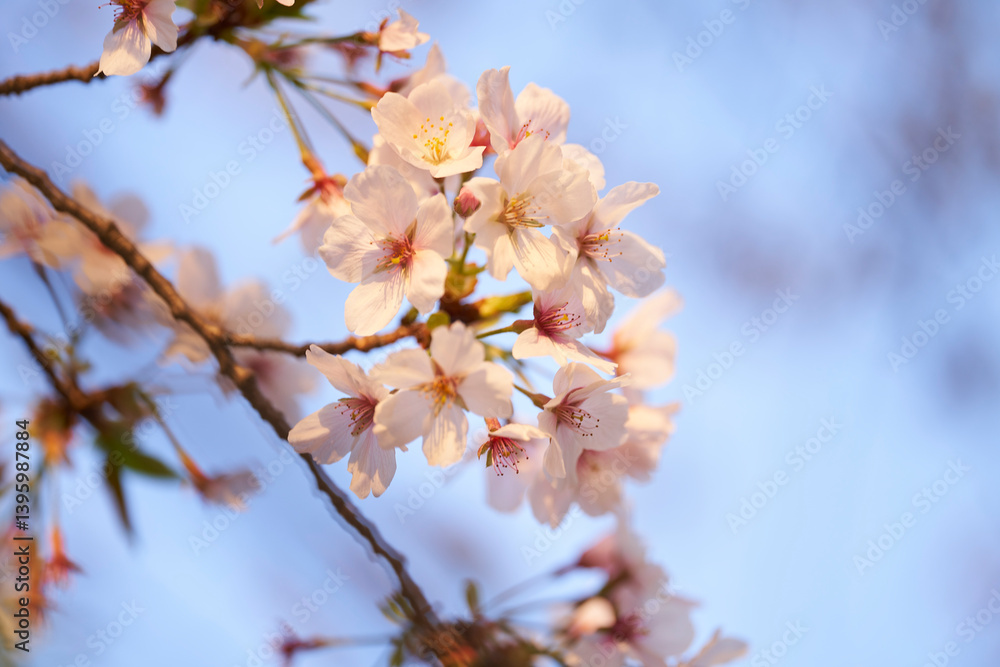 記憶の中の、いつか見た枝垂れ桜