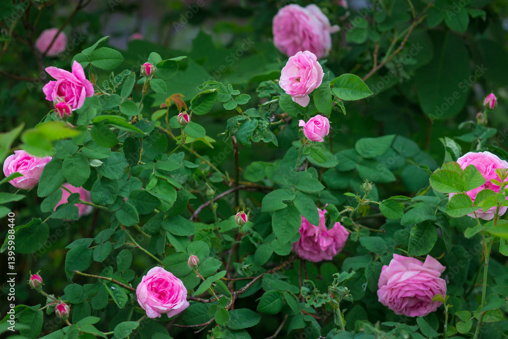 A lush bush of pink roses in full bloom, many blossoming buds against a backdrop of lush greenery A lush bush of pink roses in full bloom, many blossoming buds against a backdrop of lush greenery