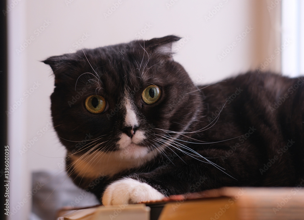 black domestic cat with white stripe on nose looking at camera black domestic cat with white stripe on nose looking at camera
