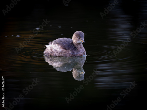 baby duck  on the water with a clear refection and ripples 