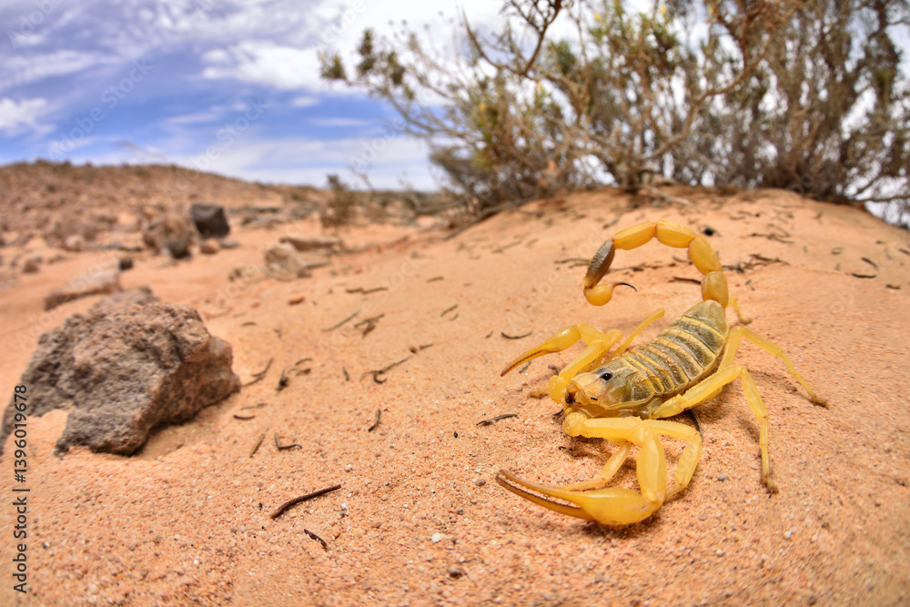 Φωτογραφία Wide angle macro of the Arabian yellow Deathstalker scorpion Leiurus macroctenus