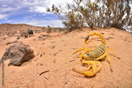 Wide angle macro of the Arabian yellow Deathstalker scorpion Leiurus macroctenus from Oman, photographed in front of a bush in desert sand