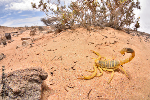 Wide angle macro of the Arabian yellow Deathstalker scorpion Leiurus macroctenus from Oman, photographed in front of a bush in desert sand