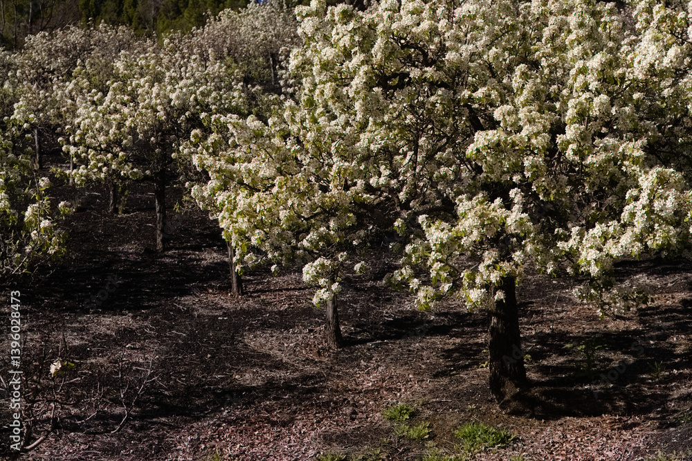 Horticulture of Gran Canaria - pear tree orchards in Las Cumbres, The Summits of Gran Canaria, in bloom, April
Horticulture of Gran Canaria - pear tree orchards in Las Cumbres, The Summits of Gran Canaria, in bloom, April