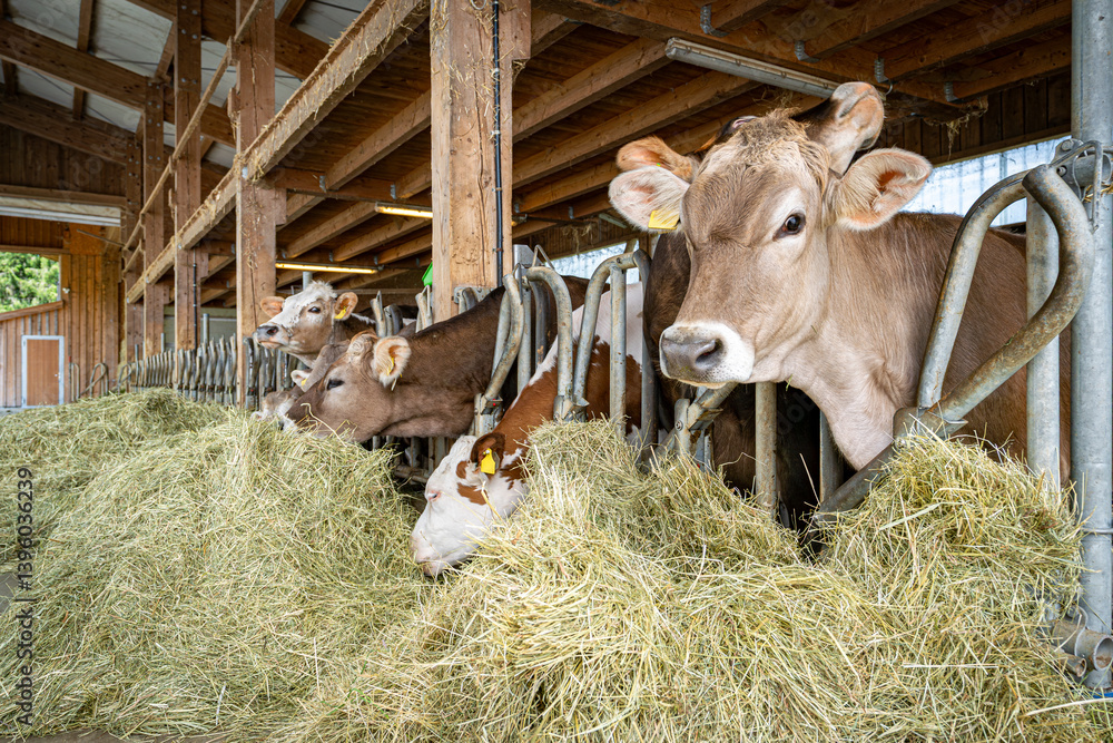 Heumilch - Erzeugung, junge Braunvieh Fährsen fressen Heu und Gras in einem hellen Rindviehstall.