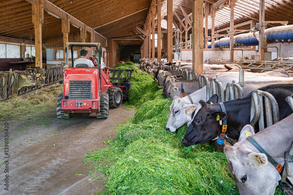 Heumilch - Erzeugung, Landwirt schiebt mit einem Hoftrac frisches Gras im Kuhstall näher an die Kühe.