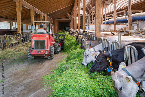 Obraz na płótnie Heumilch - Erzeugung, Landwirt schiebt mit einem Hoftrac frisches Gras im Kuhstall näher an die Kühe. w salonie