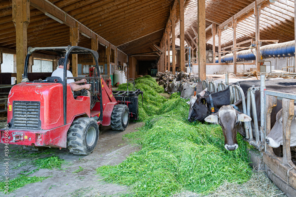 Heumilch - Erzeugung, Landwirt schiebt mit einem Hoftrac frisches Gras im Kuhstall näher an die Kühe.