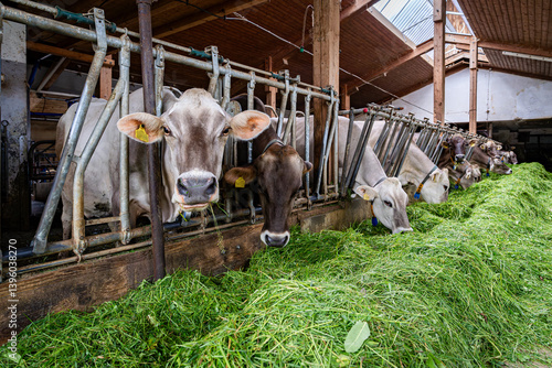 Schöne braune Kühe fressen in einem hellen Rindviehstall mit großem Appetit frisches grünes Gras.
