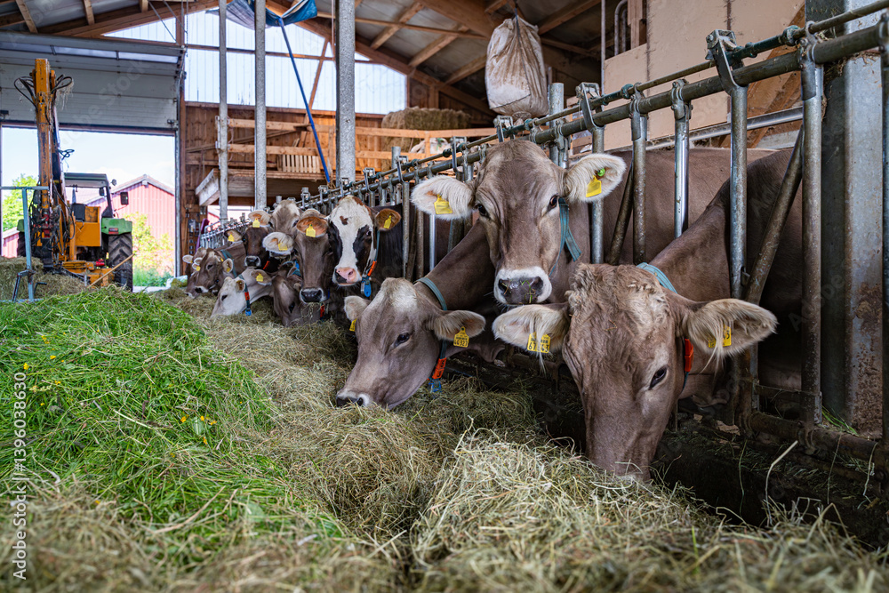 Heumilch - Erzeugung, Braunvieh Kühe fressen Heu und Gras in einem hellen Rindviehstall.