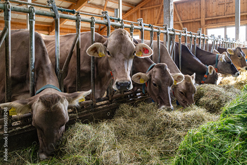 Schöne braune Kühe fressen in einem hellen Rindviehstall mit großem Appetit frisches grünes Gras.