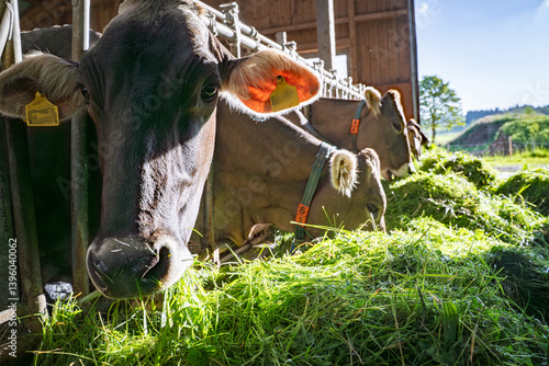 Heumilch - Erzeugung, Braunvieh frisst gemühtlich das vorgelegt Gras im Stall im Gegenlicht der untergehenden Sonne, Nahaufnahme.