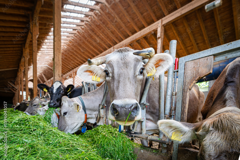 Kühe fressen Heu und Gras in einem modenen Rindviehastall., Porträt - Nahaufnahme.
