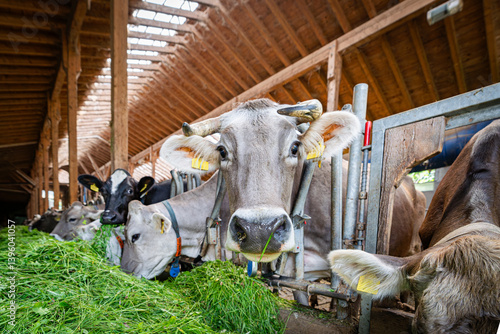 Obraz na płótnie Kühe fressen Heu und Gras in einem modenen Rindviehastall., Porträt - Nahaufnahme. w salonie