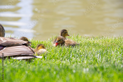 Mother duck with her ducklings beside a river enjoying the warm 
sun