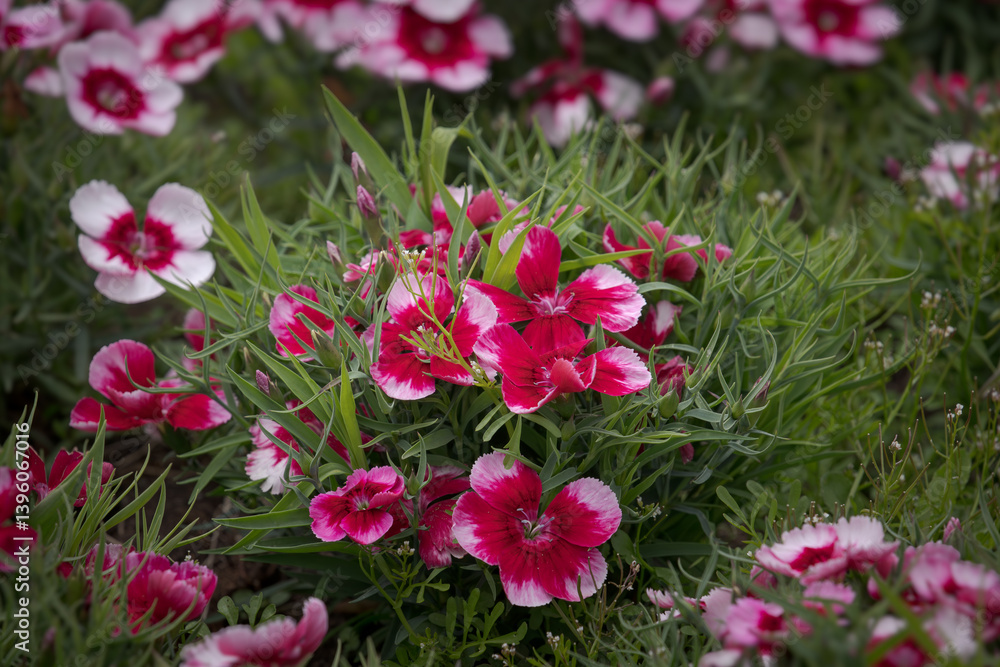 Floral Fantasy, sweet William flowers on the ground Floral Fantasy, sweet William flowers on the ground