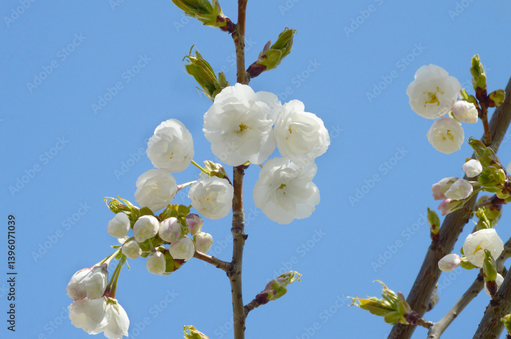Close-Up of Cherry Blossom Flowers in Full Bloom – Elegant White Petals and Fresh Buds in Natural Light for Spring Projects Close-Up of Cherry Blossom Flowers in Full Bloom – Elegant White Petals and Fresh Buds in Natural Light for Spring Projects
