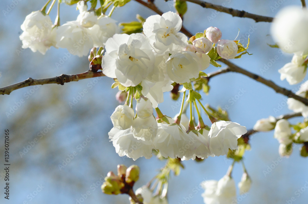 Cluster of White Cherry Blossoms – Bright Spring Floral Close-Up Ideal for Print, Web Design, or Wedding Season Projects Cluster of White Cherry Blossoms – Bright Spring Floral Close-Up Ideal for Print, Web Design, or Wedding Season Projects