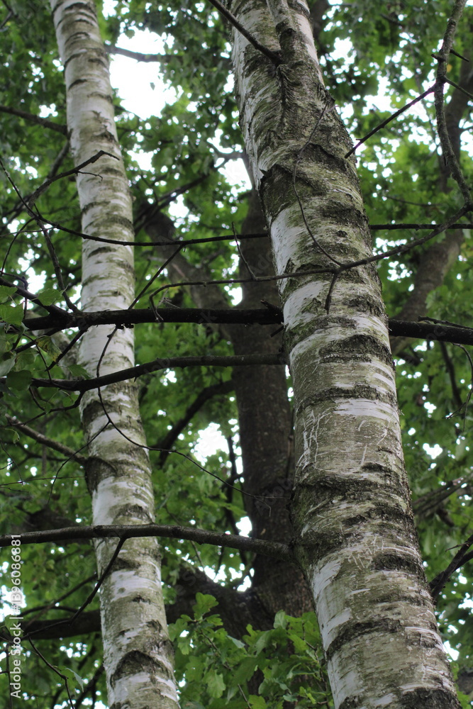 Obraz premium Birch tree trunk in nature. Birch bark abstract background. Nature birch background. Birch tree 