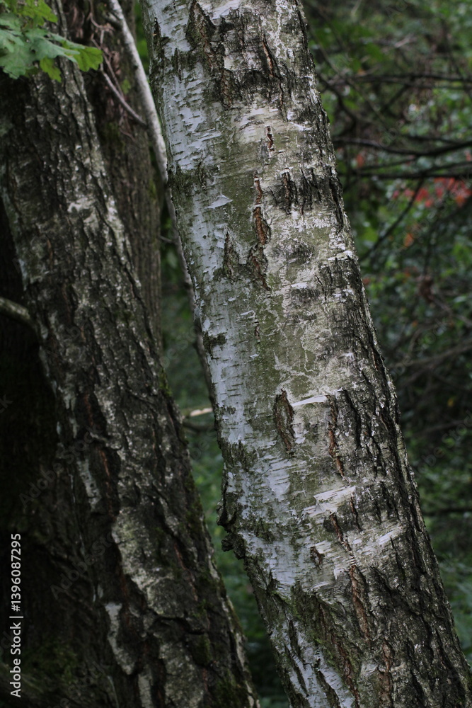 Birch tree trunk in nature. Birch bark abstract background. Nature birch background. Birch tree
Birch tree trunk in nature. Birch bark abstract background. Nature birch background. Birch tree