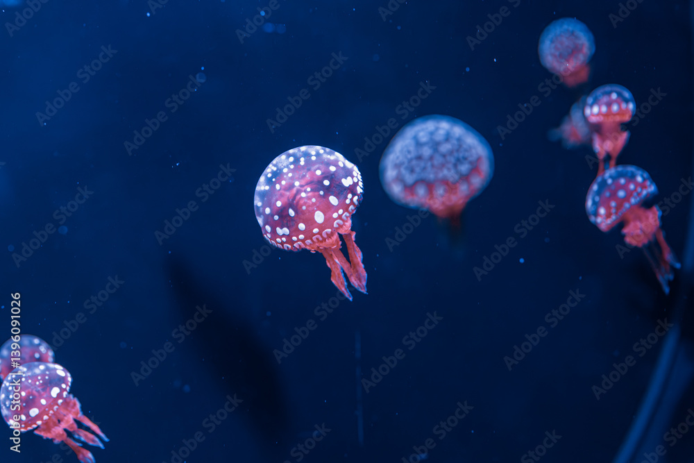 underwater photography jellyfish mastigias papua, spotted jelly, lagoon jelly, golden medusa